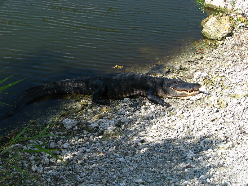 Everglades-National-Park-Homestead-FL-028