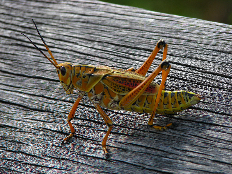 Everglades-National-Park-Homestead-FL-034