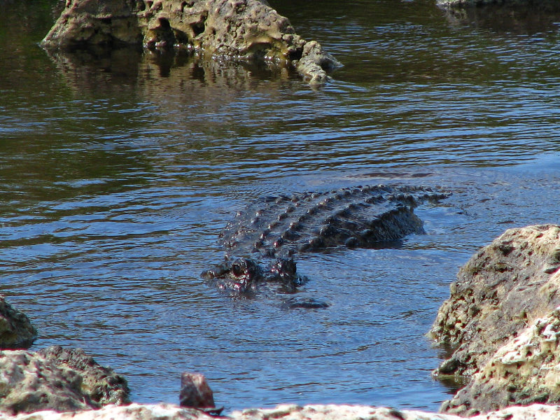 Everglades-National-Park-Homestead-FL-036