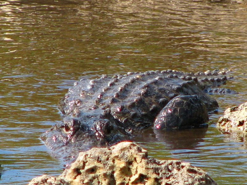 Everglades-National-Park-Homestead-FL-037