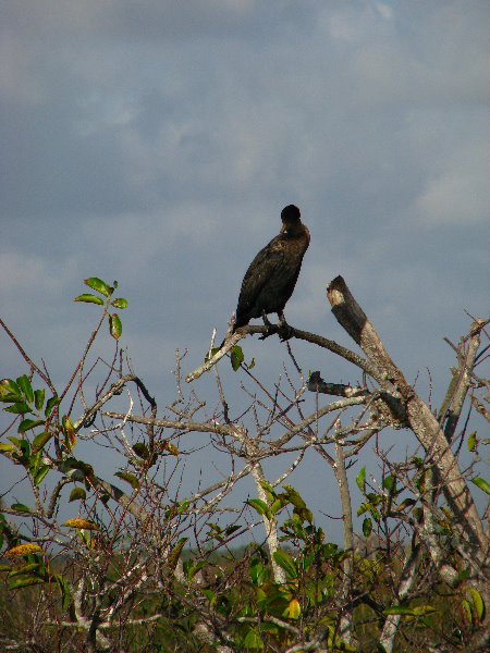 Everglades-National-Park-Homestead-FL-046