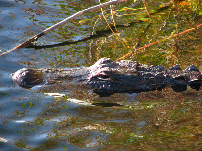 Everglades-National-Park-Homestead-FL-050