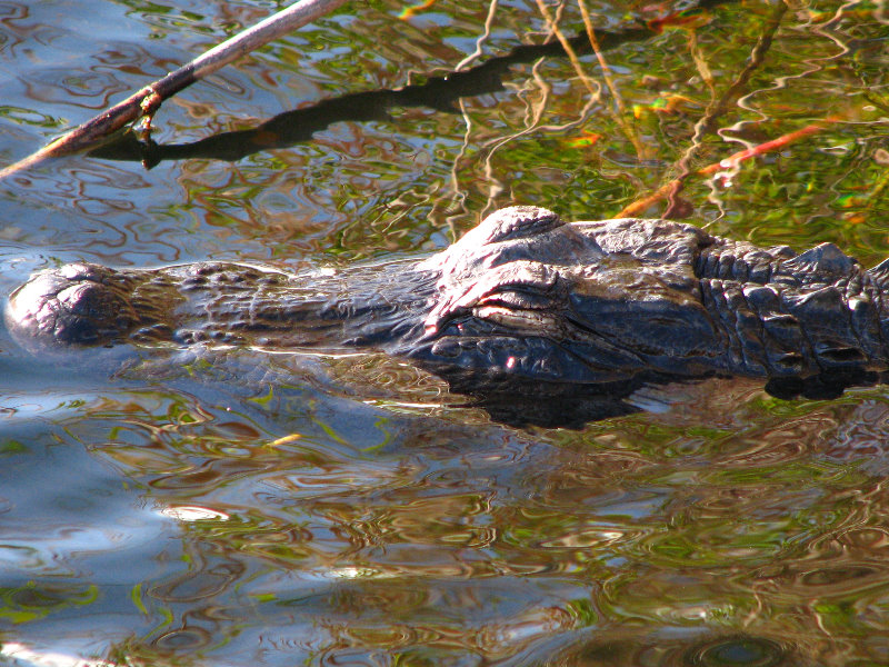 Everglades-National-Park-Homestead-FL-051