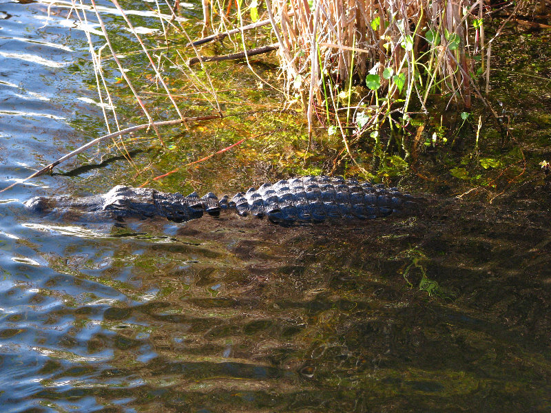 Everglades-National-Park-Homestead-FL-052