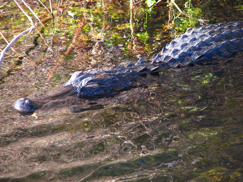 Everglades-National-Park-Homestead-FL-053