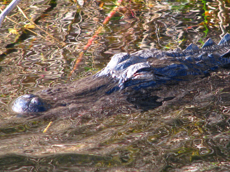 Everglades-National-Park-Homestead-FL-054