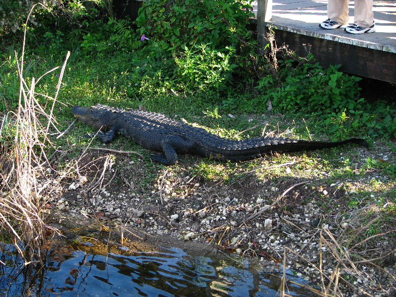 Everglades-National-Park-Homestead-FL-055