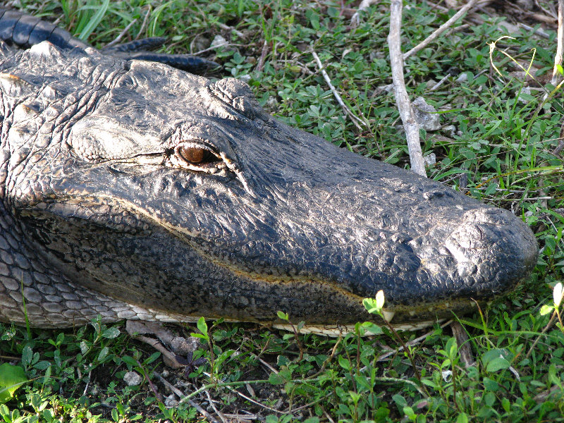 Everglades-National-Park-Homestead-FL-056