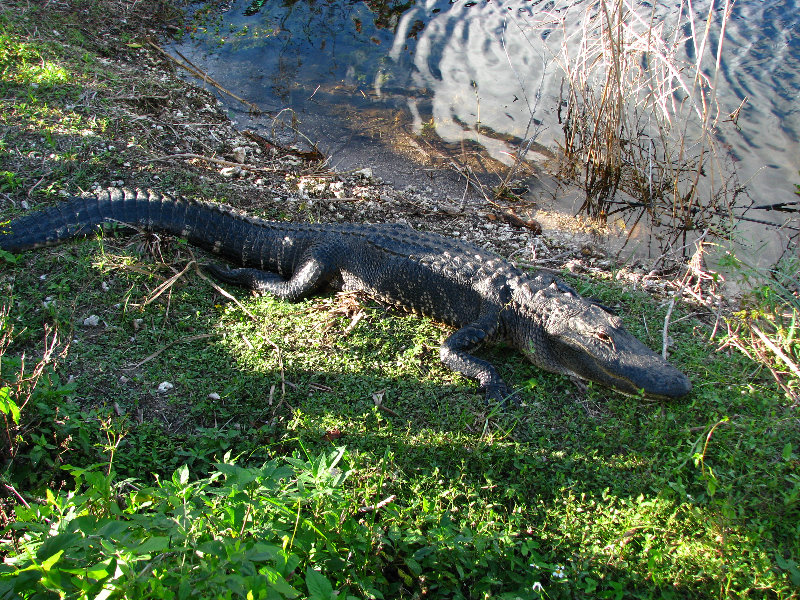 Everglades-National-Park-Homestead-FL-057