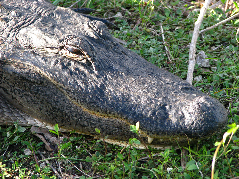 Everglades-National-Park-Homestead-FL-059