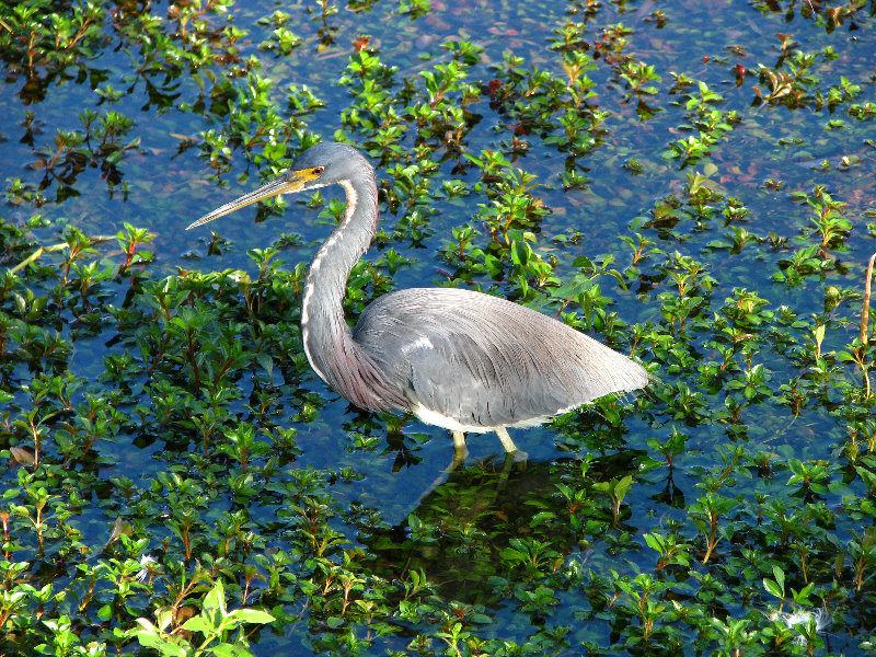 Everglades-National-Park-Homestead-FL-061
