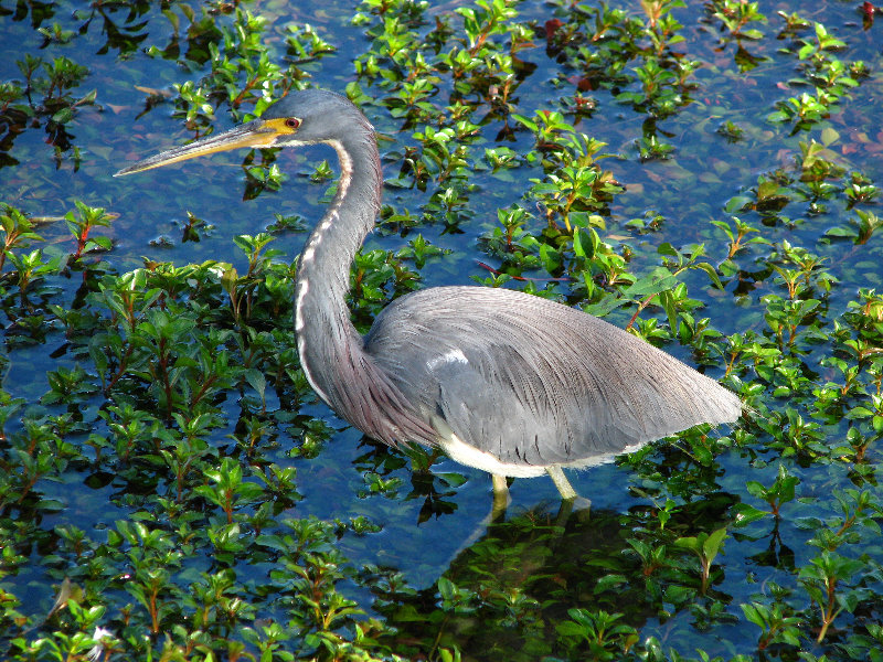 Everglades-National-Park-Homestead-FL-062