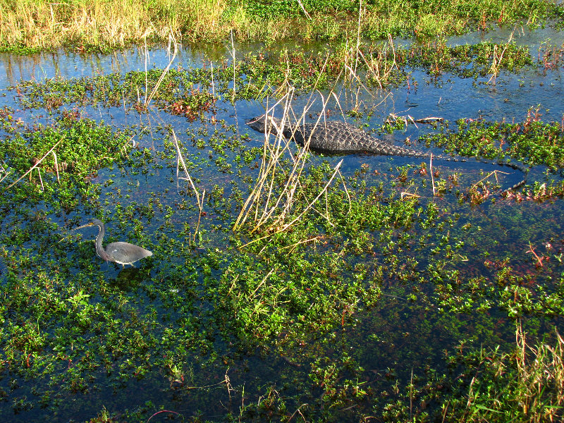 Everglades-National-Park-Homestead-FL-063