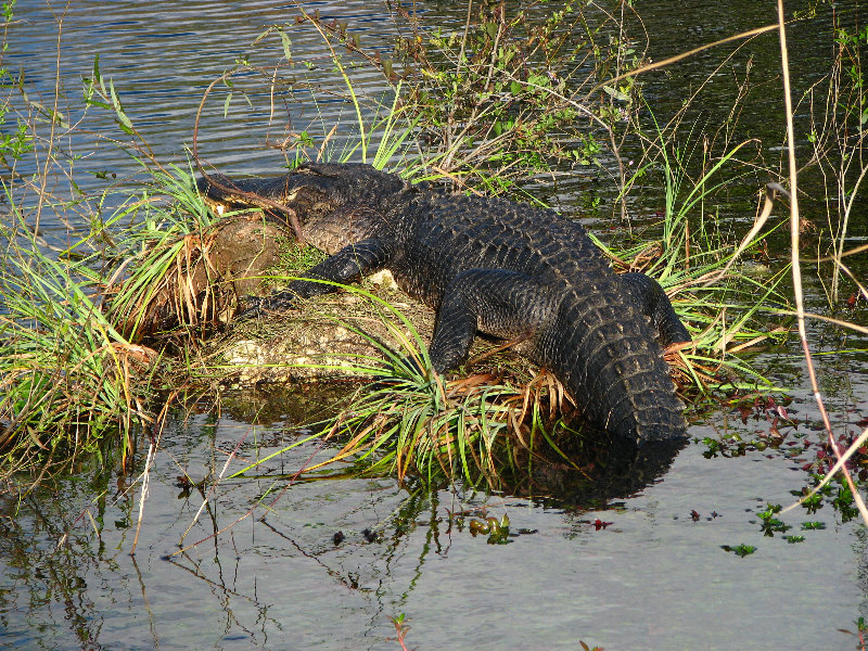 Everglades-National-Park-Homestead-FL-065