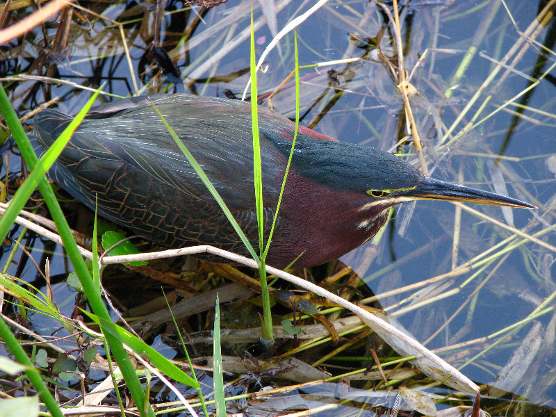 Everglades-National-Park-Homestead-FL-068