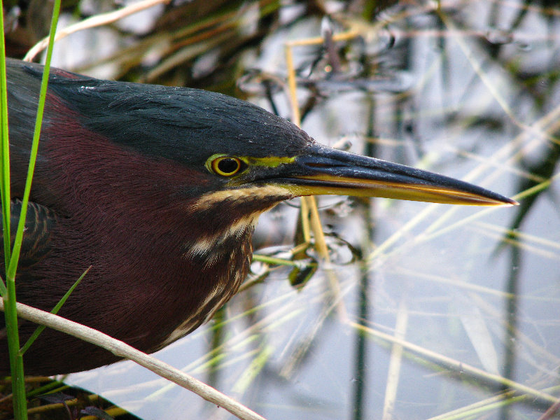 Everglades-National-Park-Homestead-FL-069