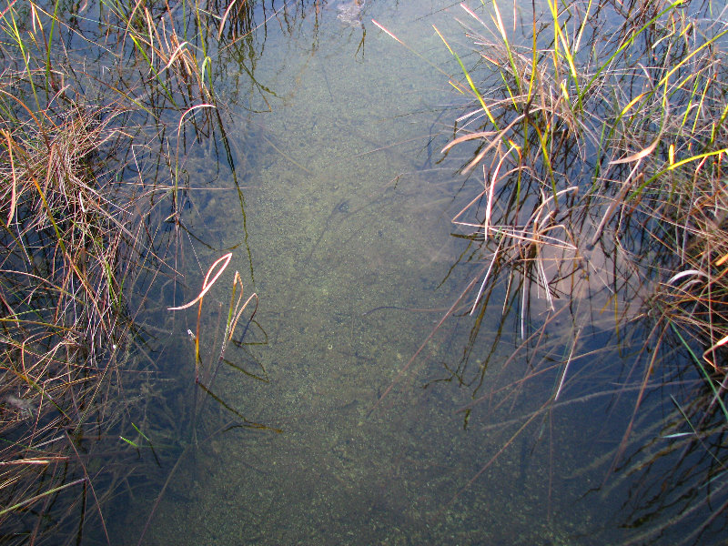 Everglades-National-Park-Homestead-FL-073