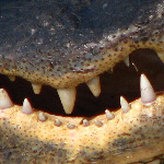 Everglades National Park