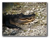 Everglades-National-Park-Homestead-FL-026