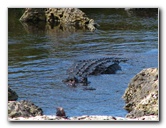 Everglades-National-Park-Homestead-FL-036