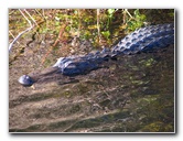 Everglades-National-Park-Homestead-FL-053