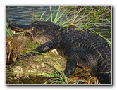 Everglades-National-Park-Homestead-FL-067