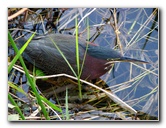 Everglades-National-Park-Homestead-FL-068