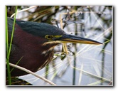 Everglades-National-Park-Homestead-FL-069