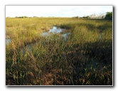 Everglades-National-Park-Homestead-FL-071