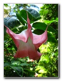 Fairchild-Chocolate-Festival-042