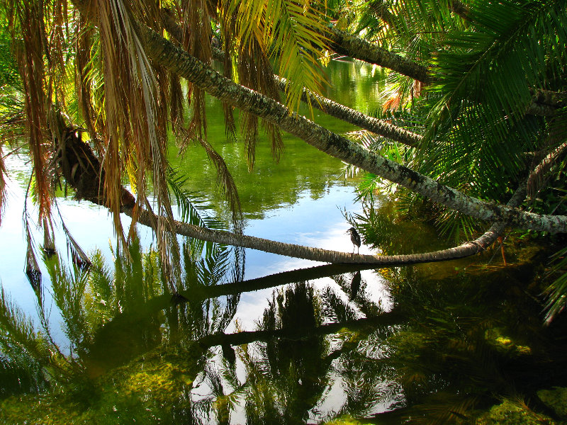 Fairchild-Garden-Free-Sunday-Coral-Gables-FL-002