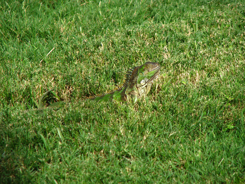 Fairchild-Garden-Free-Sunday-Coral-Gables-FL-035