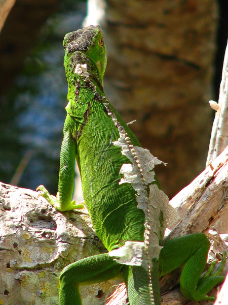 Fairchild-Garden-Free-Sunday-Coral-Gables-FL-041