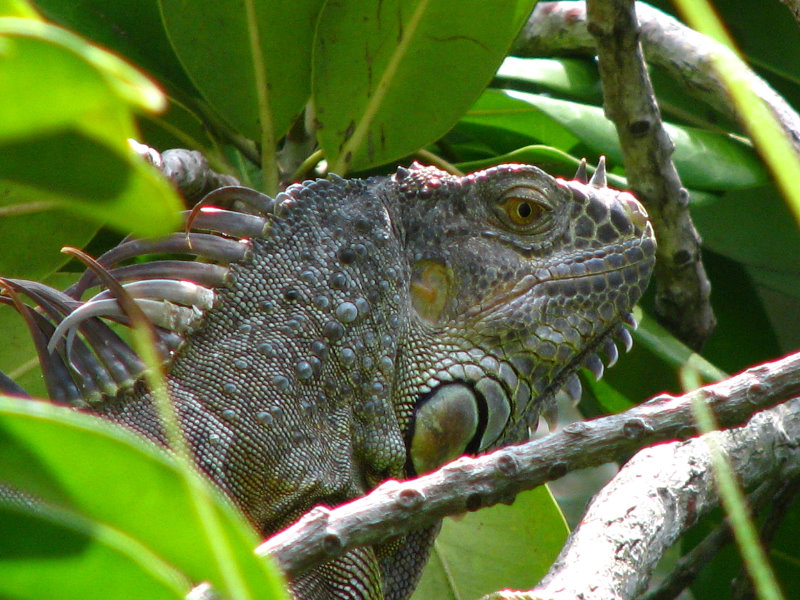 Fairchild-Garden-Free-Sunday-Coral-Gables-FL-042