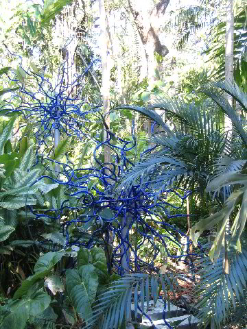 Fairchild-Chihuly-Blown-Glass-Art-0009