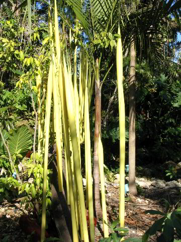 Fairchild-Chihuly-Blown-Glass-Art-0010