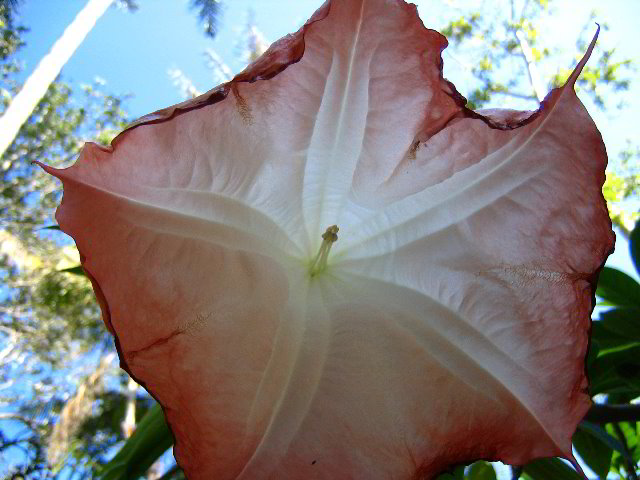 Fairchild-Chihuly-Blown-Glass-Art-0011