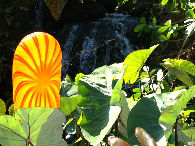 Fairchild-Chihuly-Blown-Glass-Art-0013