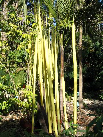 Fairchild-Chihuly-Blown-Glass-Art-0021