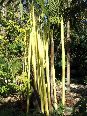 Fairchild-Chihuly-Blown-Glass-Art-0021