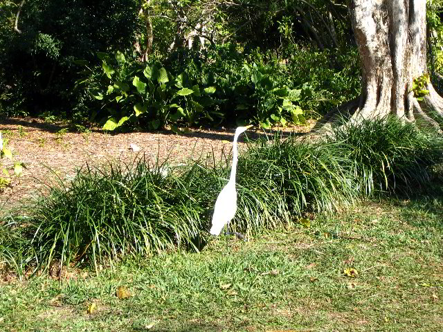 Fairchild-Chihuly-Blown-Glass-Art-0040