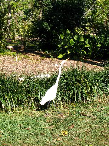 Fairchild-Chihuly-Blown-Glass-Art-0041