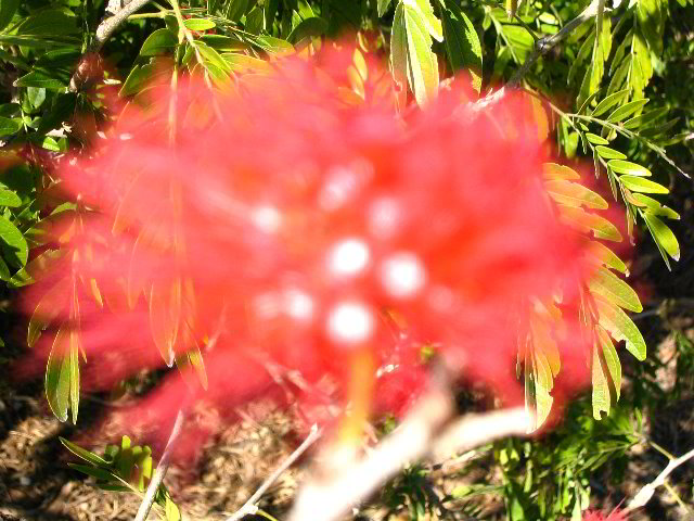 Fairchild-Chihuly-Blown-Glass-Art-0051