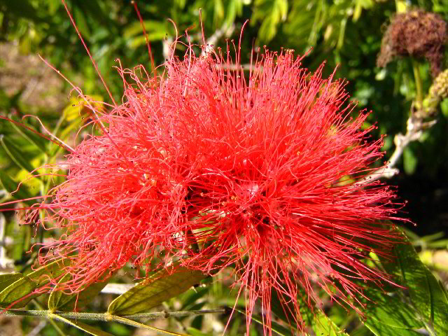 Fairchild-Chihuly-Blown-Glass-Art-0052