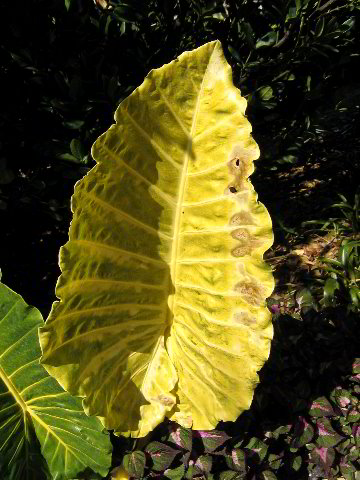 Fairchild-Chihuly-Blown-Glass-Art-0059
