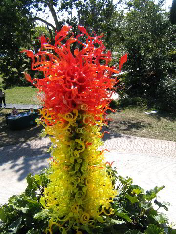 Fairchild-Chihuly-Blown-Glass-Art-0063