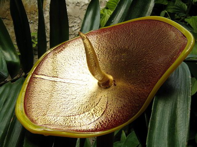 Fairchild-Chihuly-Blown-Glass-Art-0075