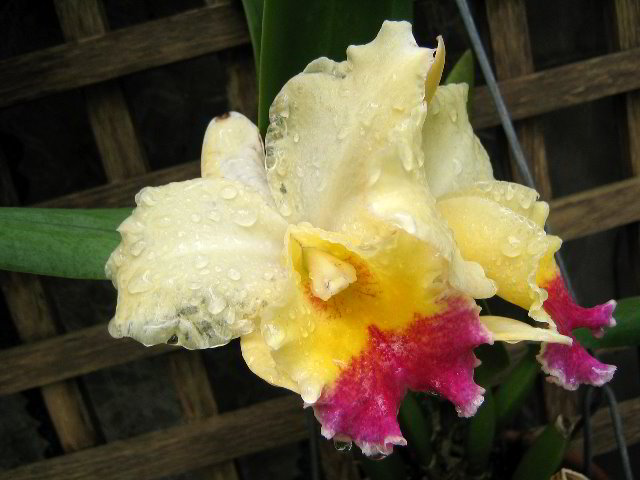 Fairchild-Chihuly-Blown-Glass-Art-0079