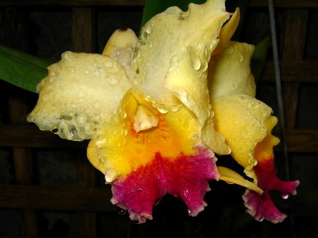Fairchild-Chihuly-Blown-Glass-Art-0080