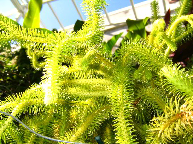Fairchild-Chihuly-Blown-Glass-Art-0102